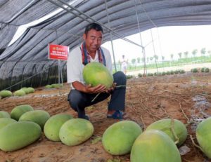 Chinese-Watermelon-Guinness-World-Record-Winner-520x400