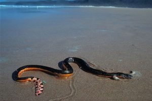Photo from ARKive of the Yellow-bellied sea snake (Pelamis platura) - http://www.arkive.org/yellow-bellied-sea-snake/pelamis-platura/image-G47404.html