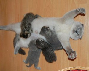 2723755-breastfeeding-cat-mother-kittens-overwhelmed-1-650-1466968765