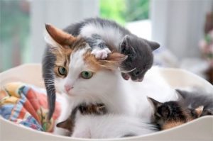 2724055-funny-animal-motherhood-photos-cats-dogs-pet-moms-16-5767d6c70d882__605-650-1466968765