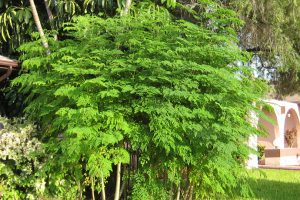 august_2011_moringa_trees_front_of_house_005