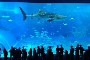 main_tank_of_the_kuroshio_sea_in_okinawa_churaumi_aquarium