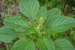 amaranthus-viridis-caruru