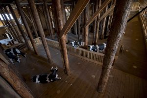 Interior view of the full scale replica of Noah’s Ark with life-size replica's of animals which has opened its doors in Dordrecht, Netherlands, Monday Dec. 10, 2012, after receiving permission to receive up to 3,000 visitors per day. Stormy weather could do nothing to dampen the good mood of its creator, Dutchman Johan Huibers: in fact, the rain was appropriate. For those who don’t know or remember the Biblical story, God ordered Noah to build a boat massive enough to save animals and humanity while God destroyed the rest of the earth in an enormous flood.(AP Photo/Peter Dejong)