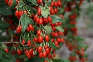 'Sweet Lifeberry,' a goji berry, flowers and fruits spring to frost. Proven Winners photo
