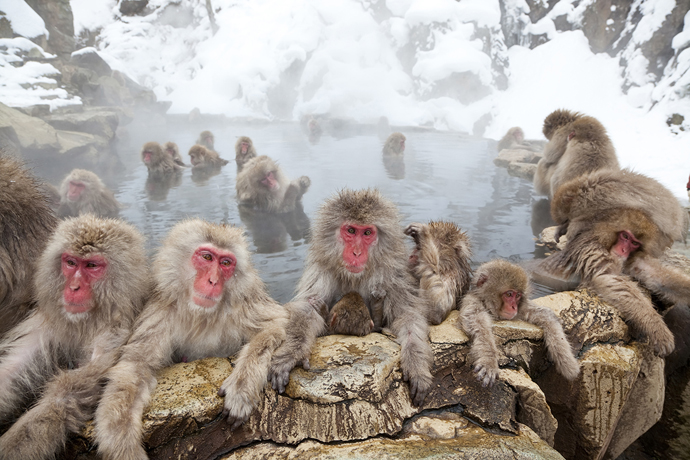 Japanese macaque (Macaca fuscata)/ Snow monkey, Joshin-etsu National Park, Honshu, Japan