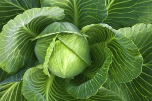 Head of fresh cabbage with a lot of leaves.