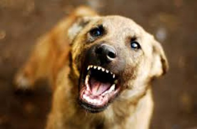 Երևանում թափառող շները հարձակվել են երեխաների վրա. ավագանու անդամն  ահազանգում է. armdaily.am