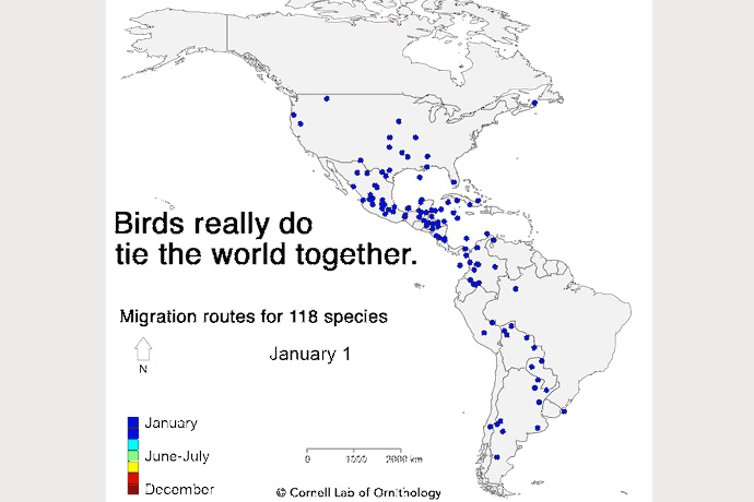 Карта bird. Миграция гифка. Миграция птиц гифка. Орнитология миграция. Bird Migration Routes.